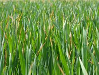 Obr. 3: Poškození či popálení listů od kapalného hnojiva DAM 390 Obr. 3: Poškození či popálení listů od kapalného hnojiva DAM 390