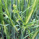 &Scaron;kodlivost plevelů v&nbsp;porostech jarn&iacute;ho ječmene