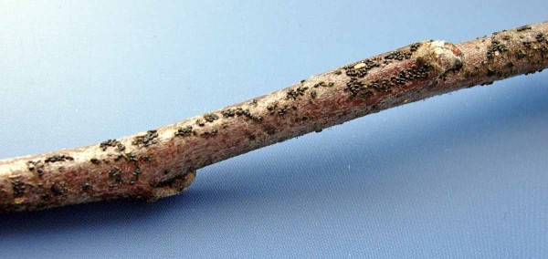 Vajička mšic Vajička mšic