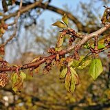 Aktu&aacute;ln&iacute; přehled ochrany zahrad, sadů a&nbsp;vinic - &uacute;nor a&nbsp;březen 2021