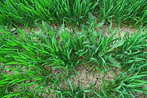 Listová růžice pcháče v pšenici Listová růžice pcháče v pšenici