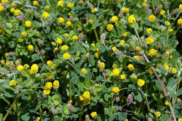 Obr. 2: Tolice dětelov&aacute;