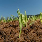 Saracen Max - bez plevelů, bez starost&iacute;