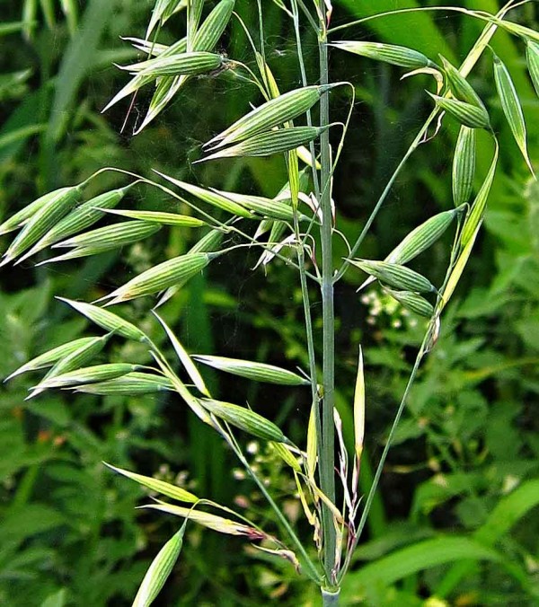 Laty ovsa poškozené třásněnkami Laty ovsa poškozené třásněnkami