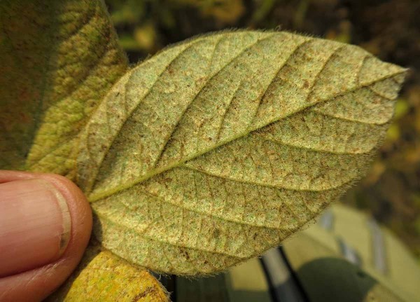 Sviluška na rubu listu sóji Sviluška na rubu listu sóji