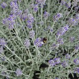 Choroby a&nbsp;&scaron;kůdci levandule