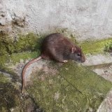 Rezistence škodlivých hlodavců vůči rodenticidním nástrahám Rezistence škodlivých hlodavců vůči rodenticidním nástrahám