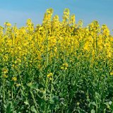 Azoline, Flowbrix Profi a&nbsp;Agrostim Tria - nov&eacute; možnosti pro efektivn&iacute; z&aacute;sah do květu řepky