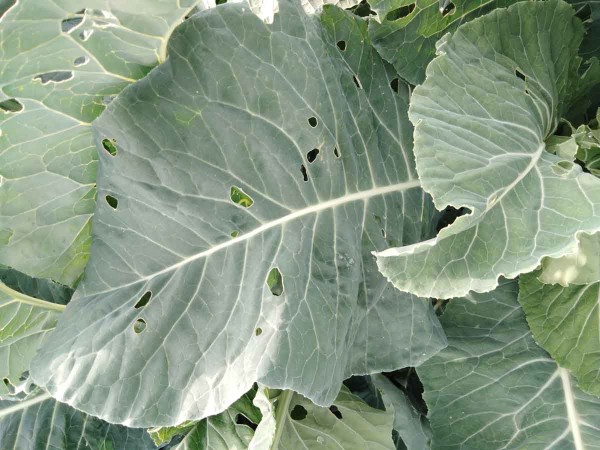 Požerky na listoch karfiolu zapr&iacute;činen&eacute; larvami m&ocirc;r