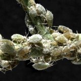 Aktu&aacute;ln&iacute; přehled ochrany zahrad, sadů a&nbsp;vinic - březen a&nbsp;duben 2019