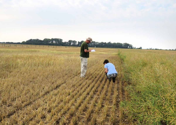 Ječmen soused&iacute;c&iacute; s&nbsp;řepkou byl pod&eacute;l hranice m&iacute;sty až do 15 m zcela hrabo&scaron;i vysidluj&iacute;c&iacute;mi se se zraj&iacute;c&iacute; řepky sklizen; s&nbsp;vět&scaron;&iacute; vzd&aacute;lenost&iacute; od řepky již vliv hrabo&scaron;ů postupně klesal - pracovn&iacute;ci Mendelovy univerzity hodnot&iacute; v&yacute;&scaron;i &scaron;kod