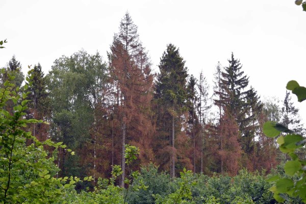 Barevné změny jehličí po napadení lýkožroutem Barevné změny jehličí po napadení lýkožroutem