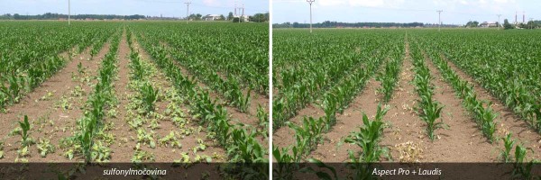 &Uacute;činek na&nbsp;dvouděložn&eacute; plevele po&nbsp;10 dnech od&nbsp;aplikace 