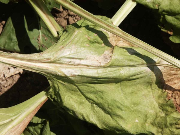 Obr. 1: Slunečn&iacute; &uacute;žeh - nekr&oacute;zy na listech v&nbsp;důsledku siln&eacute;ho UV z&aacute;řen&iacute;