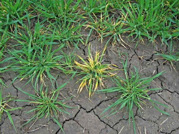 Příznaky virové zakrslosti Příznaky virové zakrslosti