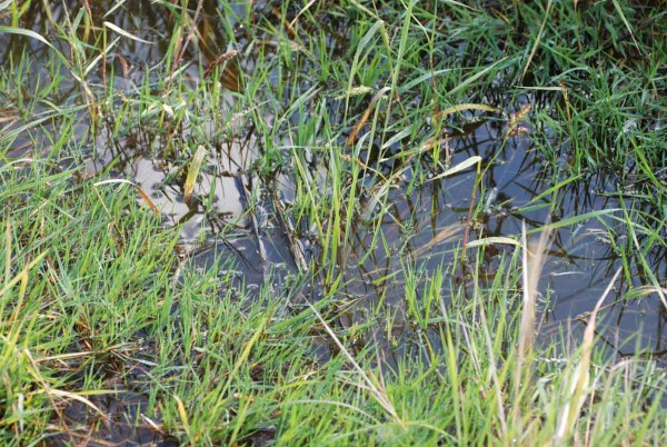 Podm&aacute;čen&aacute; m&iacute;sta umožňuj&iacute; expanze vlhkomiln&yacute;ch plevelů