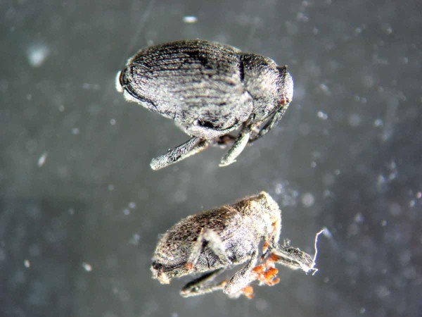 Hore - krytonos repkový, dole krytonos štvorzubý Hore - krytonos repkový, dole krytonos štvorzubý