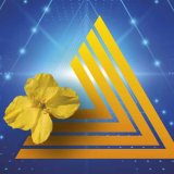 Ochrana proti škůdcům řepky insekticidním systémem D-Act Ochrana proti škůdcům řepky insekticidním systémem D-Act