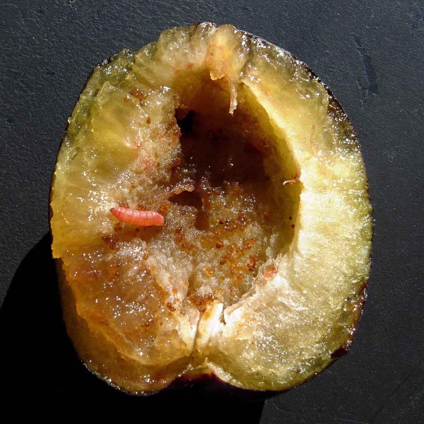 Housenka obaleče &scaron;vestkov&eacute;ho