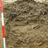 Projevy současn&yacute;ch syst&eacute;mů hospodařen&iacute; v&nbsp;pedopatologii