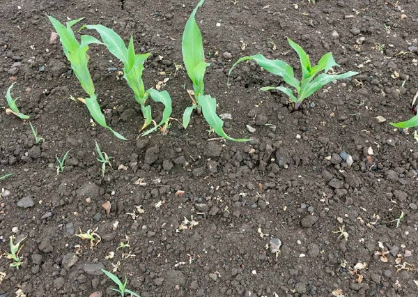 Obr. 3: K&nbsp;selh&aacute;n&iacute; půdn&iacute;ch herbicidů použit&yacute;ch časně postemergentně na ježatku kuř&iacute; nohu doch&aacute;zelo v&nbsp;roce 2018 velmi často