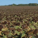 T&yacute;m slunečnic do nepohody