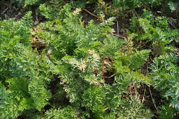 Typick&yacute; fytotoxick&yacute; projev zasych&aacute;n&iacute; okrajů listů km&iacute;nu kořenn&eacute;ho  po&nbsp;aplikaci Laudisu