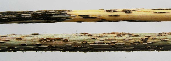 obr. 5: Uredia a&nbsp;telia