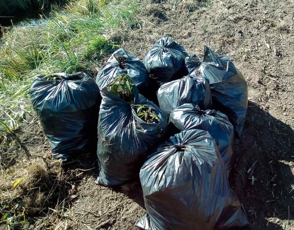 Obr. 2: Likvidace lilků v&nbsp;odvodňovac&iacute;ch kan&aacute;lech Jevi&scaron;ovky