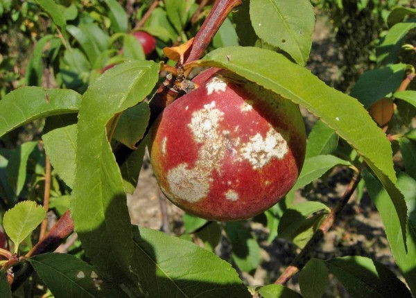 Padlí broskvoně na plodu Padlí broskvoně na plodu