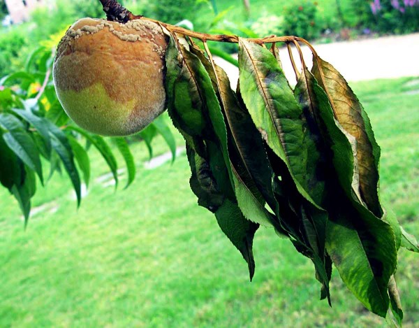 Moniliniov&aacute; hniloba na broskvi