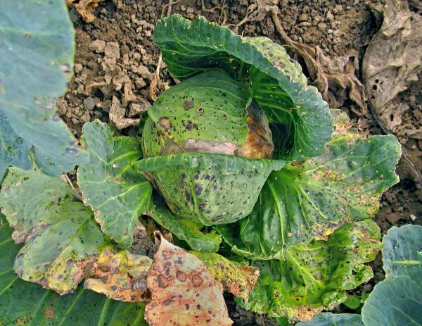 Vrtalka pórová Vrtalka pórová