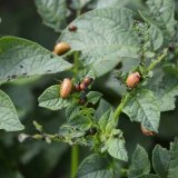 Hlavn&iacute; probl&eacute;my ochrany brambor v&nbsp;roce 2020