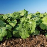 Nimbus<sup>&reg;</sup> Gold - inovace v&nbsp;preemergentn&iacute; herbicidn&iacute; ochraně řepky ozim&eacute;