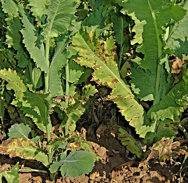 Pleosporová hnědá skvrnitost máku Pleosporová hnědá skvrnitost máku