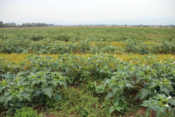 Durman obyčajn&yacute; - kvitn&uacute;ce rastliny