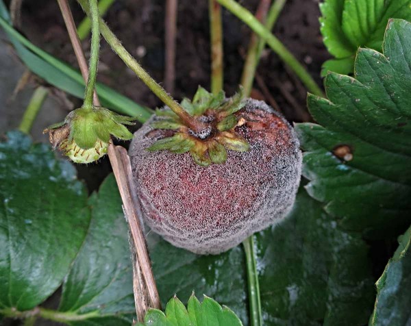 Šedá hniloba jahod Šedá hniloba jahod