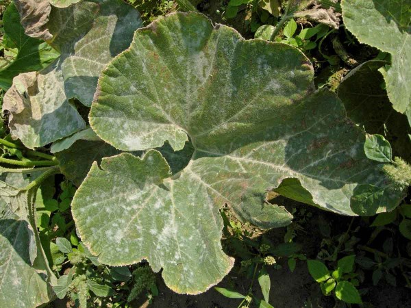 Padlí na dýni Padlí na dýni