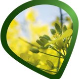 Nov&yacute; insekticid proti m&scaron;ic&iacute;m nejen do řepky