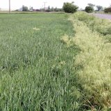 Invázne a expanzívne druhy v podmienkach Slovenska (9): Stoklas - česky sveřep - Bromus Invázne a expanzívne druhy v podmienkach Slovenska (9): Stoklas - česky sveřep - Bromus