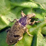 Hlavn&iacute; choroby a&nbsp;&scaron;kůdci cukrovky v&nbsp;Polsku v&nbsp;současnosti