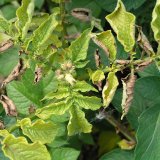 Choroby bramboru (6): Houbov&eacute; choroby bramboru I.