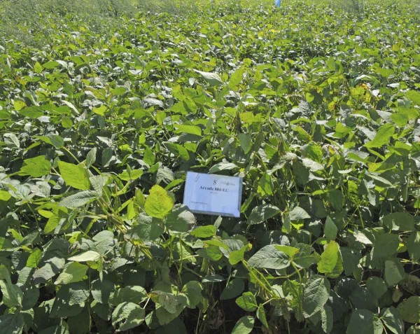 PRE Arcade 880 EC 4,5 l/ha