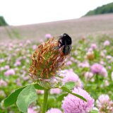 Hodnocen&iacute; citlivosti čmel&aacute;ka zemn&iacute;ho k&nbsp;&uacute;činn&yacute;m l&aacute;tk&aacute;m pesticidů v&nbsp;roce 2016