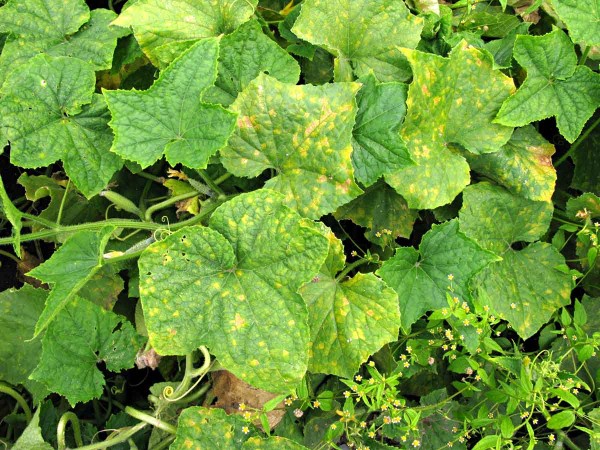 Plíseň dýňovitých na okurce - počátek Plíseň dýňovitých na okurce - počátek