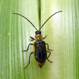 Aktu&aacute;ln&iacute; přehled ochrany poln&iacute;ch plodin - květen a&nbsp;červen 2020