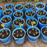 Integrovan&aacute; ochrana luskovin proti houbov&yacute;m chorob&aacute;m