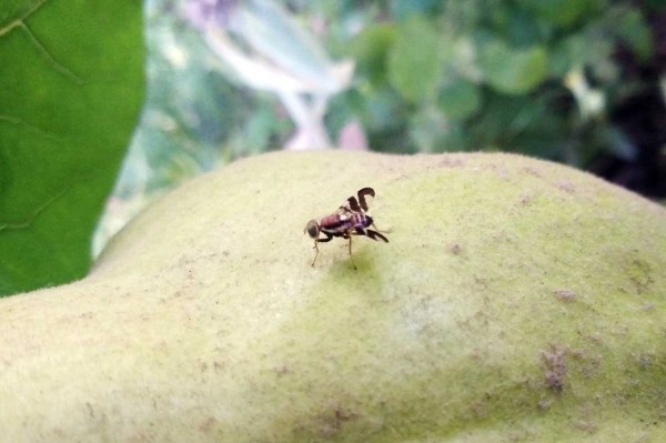 Im&aacute;go vrtivky orechovej na plode duly (kdouloň)