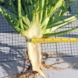 Zdrav&aacute; a&nbsp;siln&aacute; řepka je z&aacute;kladem vysok&eacute;ho v&yacute;nosu