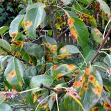 V&yacute;skyt chorob a&nbsp;&scaron;kůdců ovocn&yacute;ch dřevin a&nbsp;r&eacute;vy v&nbsp;roce 2017